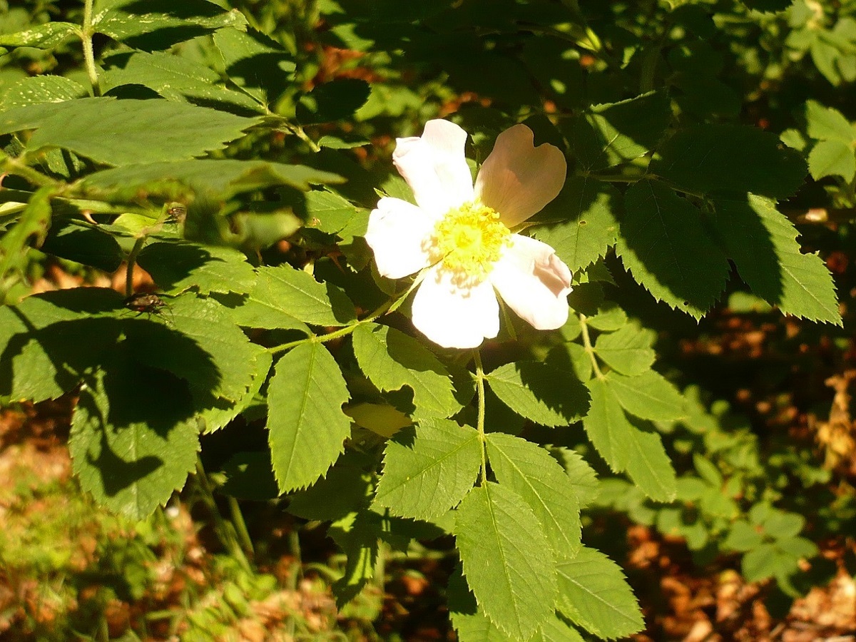 Rosa corymbifera (Rosaceae)